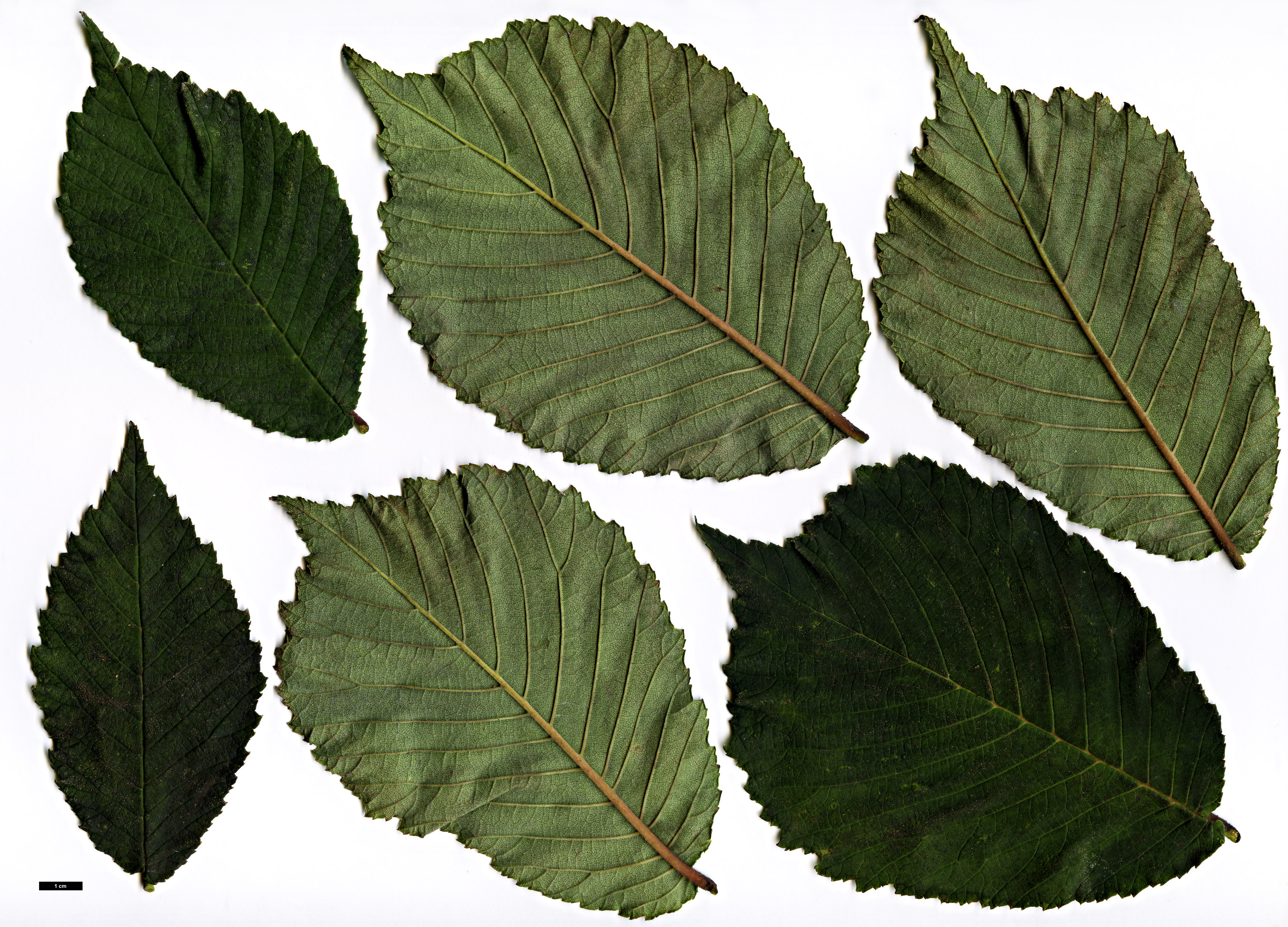 High resolution image: Family: Ulmaceae - Genus: Ulmus - Taxon: laciniata - SpeciesSub: var. nikkoensis
